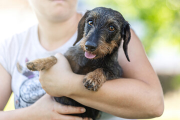 Portrait of a cute and happy wiener dog held by a person on arms in summer outdoors