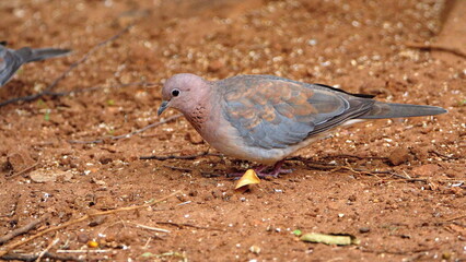 Laughing dove (Spilopelia senegalensis) on the ground, eating bird seed, in a backyard in Pretoria, South Africa