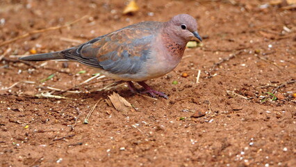 Laughing dove (Spilopelia senegalensis) on the ground, eating bird seed, in a backyard in Pretoria, South Africa