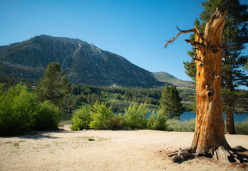 Lone pine tree in the mountains