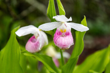 Showy Lady Slipper orchids in Northern Minnesota at Itasca State Park near Bemidji
