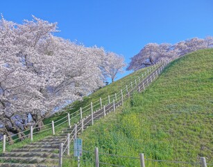 Fototapeta premium 古墳公園桜景色