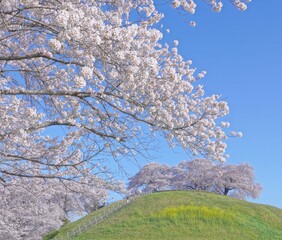 古墳公園桜景色