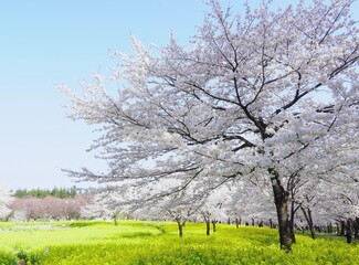 春爛漫美しい景色