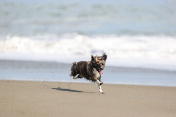 湘南海岸の砂浜で走るチワックスの犬