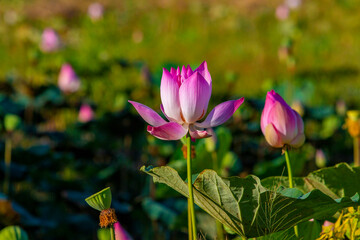 Obraz premium blossom lotus flower in the natural pond