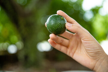 Guangdong Xinhui Xiaoqing orange Pu-erh tea was prepared
