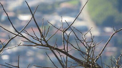 bird, animal, puffin, beak, nature, wildlife, duck, feather, wild, red, feathers, black, water, color, atlantic, sea, white, cormorant