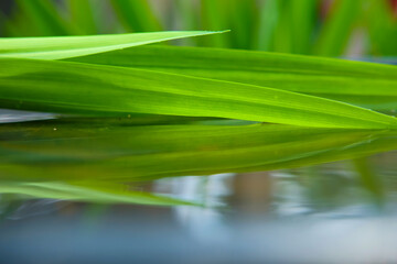 Pandan leaves or pandan plant in the garden. Young leaves can be processed into cooking spices