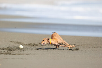 Fototapeta na wymiar ビーチで走って遊ぶイタリアングレーハウンドの犬
