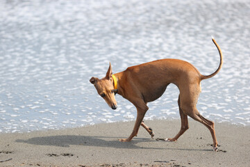 ビーチで走って遊ぶイタリアングレーハウンドの犬