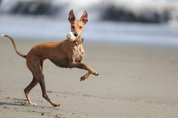 ビーチで走って遊ぶイタリアングレーハウンドの犬