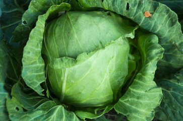 vegetable cabbage close-up selective focus