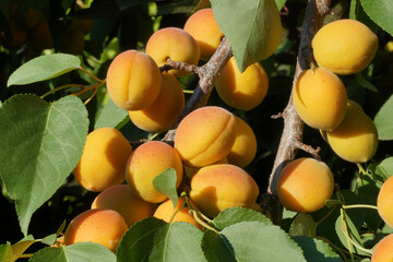 Yellow-orange apricot fruits on the branch of an apricot tree in the orchard. Prúnus armeníaca

