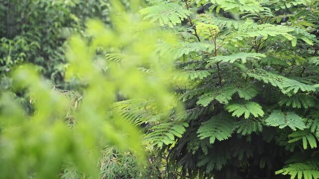closeup footage of green leaves tree branch in heavy rain