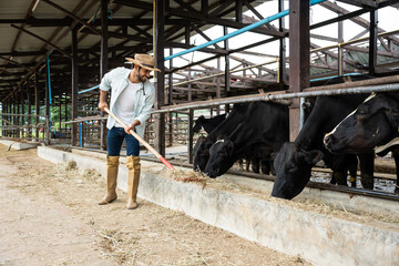 Attractive Caucasian male dairy farmer work in livestock farm industry