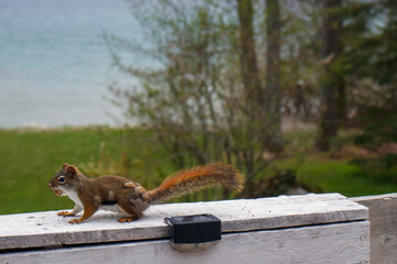 Red Squirrel on a Deck