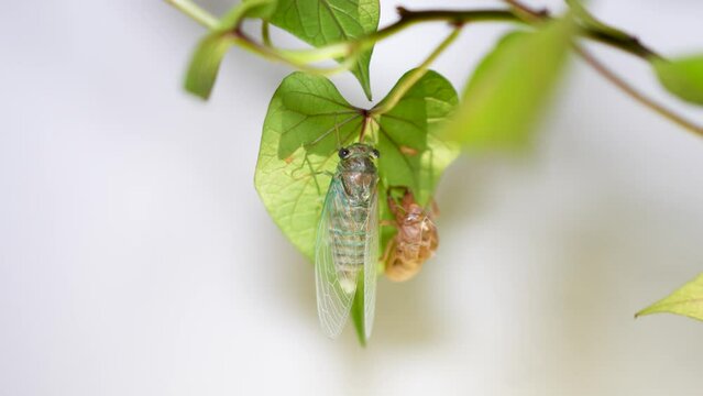 The golden cicada sheds its shell and metamorphoses on the leaves