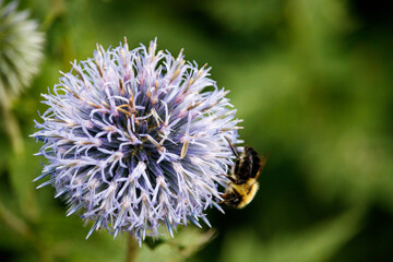Bumblebee on a Purple Flower