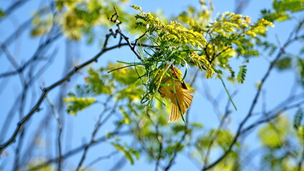 Male Southern masked weaver (Ploceus velatus) building a nest in a tree in a backyard in Pretoria, South Africa