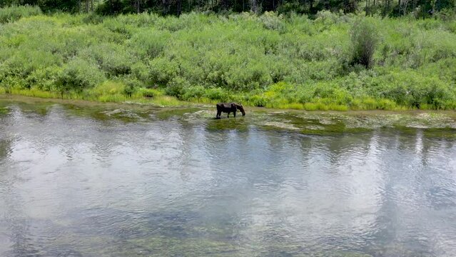 Drone video flying slow over a cow moose standing in Henry's Fork of the Snake River in Island Park, Idaho. 