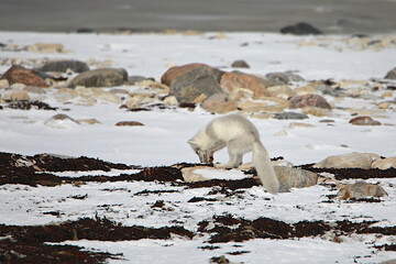 An Arctic Fox leaps into the air as it hunts on the tundra near Churchill Manitoba