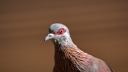 Close up of a speckled pigeon (Columba guinea) in a backyard in Pretoria, South Africa