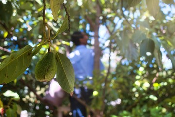 Man picking avocados from the tree