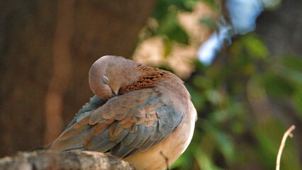 Laughing dove (Spilopelia senegalensis) perched in a tree, preening, in a backyard in Pretoria, South Africa