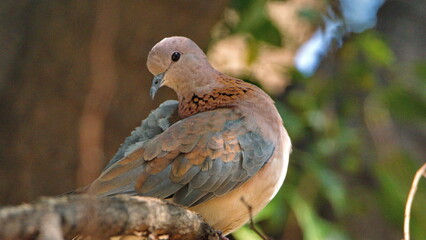 Laughing dove (Spilopelia senegalensis) perched in a tree, preening, in a backyard in Pretoria, South Africa