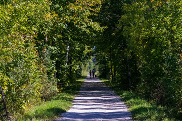 Hikers and Dog on a Forest Path