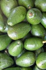 Pile of avocados freshly picked from the tree