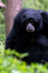 Portrait of a langur in the thick leaves