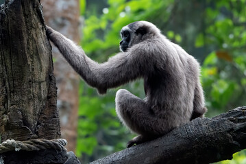 Portrait of a langur in the thick leaves