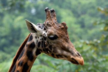 Naklejka na ściany i meble An African giraffe in a tropical forest
