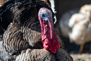 Turkeycock