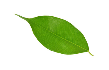 Fototapeta na wymiar green leaf on transparent background png file