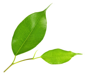 Fototapeta premium green leaf on transparent background png file