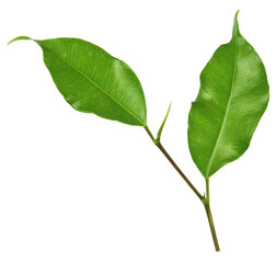 green leaf on transparent background png file