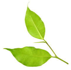 green leaf on transparent background png file