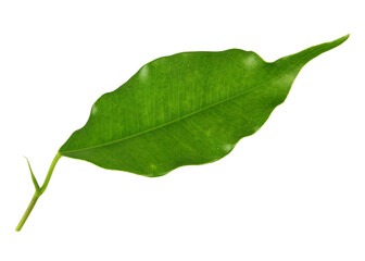 green leaf on transparent background png file
