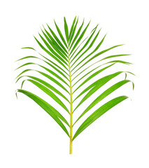 green leaf of palm tree on transparent background png file
