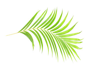 green leaf of palm tree on transparent background png file