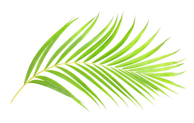 Fototapeta na wymiar green leaf of palm tree on transparent background png file