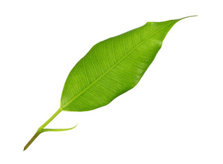 green leaf on transparent background png file