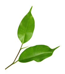 green leaf on transparent background png file
