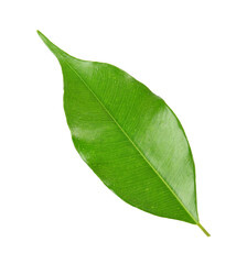 Obraz premium green leaf on transparent background png file