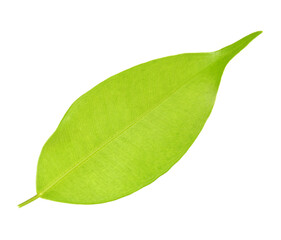 Fototapeta premium green leaf on transparent background png file