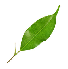 Obraz premium green leaf on transparent background png file
