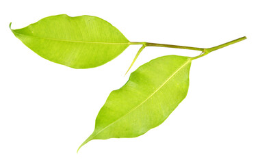 green leaf on transparent background png file
